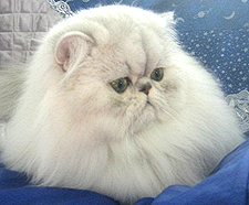 23_Chelcecats Crackerjax